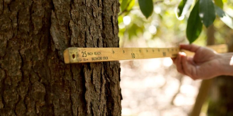 A right hand holding a Biltmore stick perpendicular to a tree.