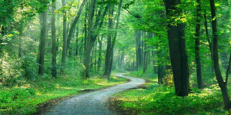 A gravel pathway winding through a forest.