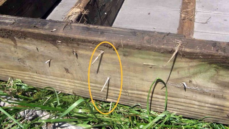 Image 1. A nailed-only deck connection is dangerous and prone to separating, causing the floor to collapse.