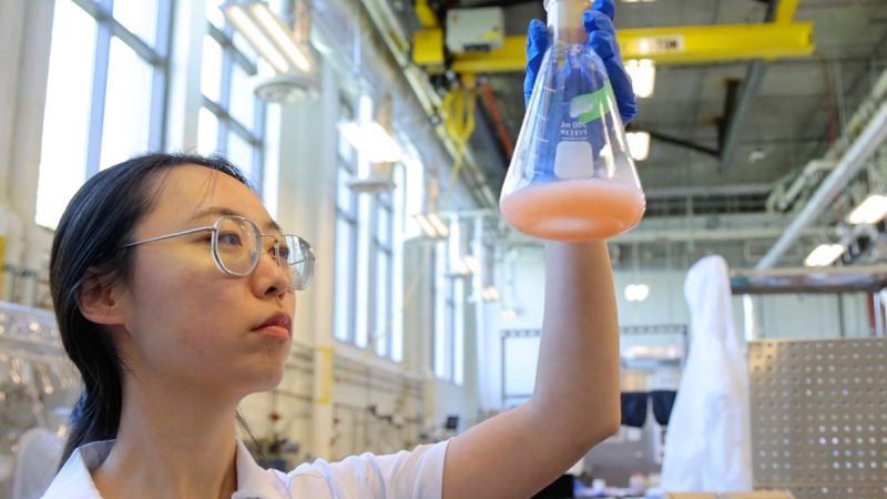 SBIO science A student examine a beaker with a pink solution inside